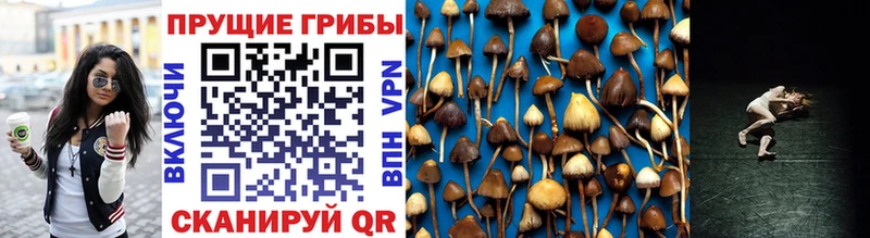 Галлюциногенные грибы MAGIC MUSHROOMS Свободный